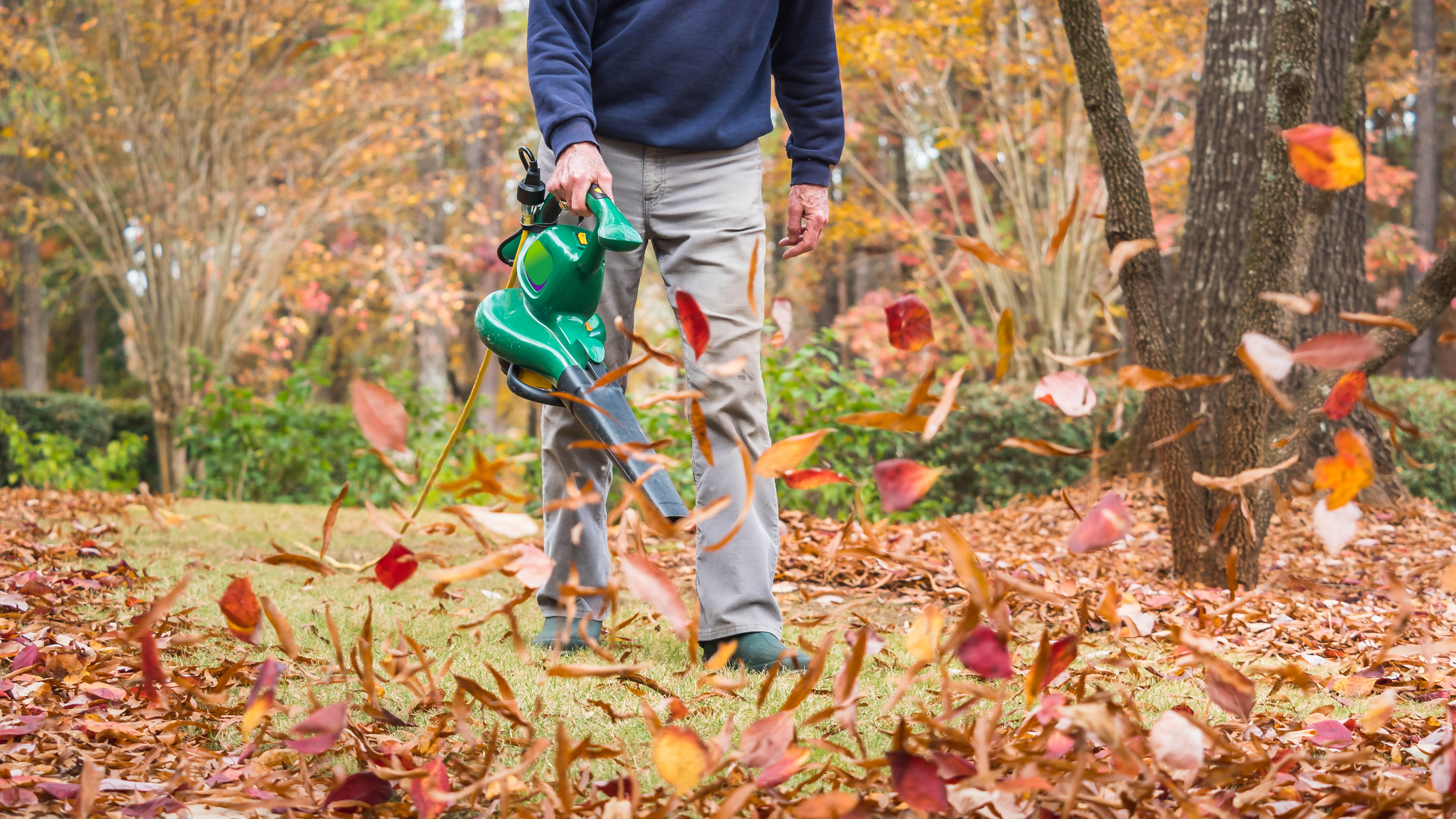 Man using electric powered leaf blower to blow autumn leaves from grass lawn. Landscape worker clearing fall leaves from residential yard.